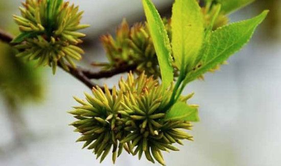 杜仲雄花的功效与作用