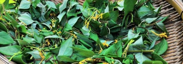 金银花叶子煮水的功效