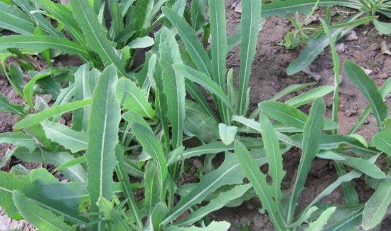 苦麻菜有哪些人不能吃