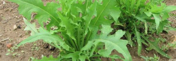 苦麻菜有哪些人不能吃