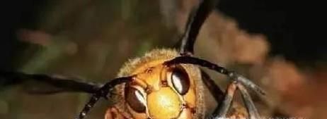 马蜂蜇伤后如何处理