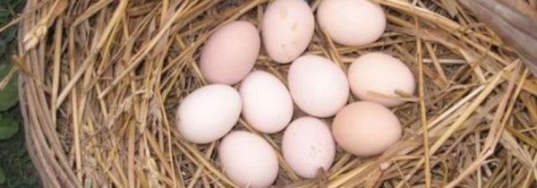 鸡蛋可以和豆浆一起吃吗