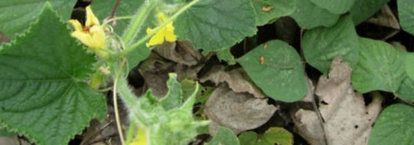 南瓜秧头怎么吃