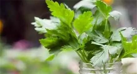 冬天如何储存香菜