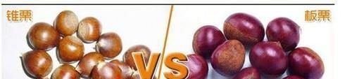 告诉你板栗与锥栗的区别，如何区别锥栗与板栗
