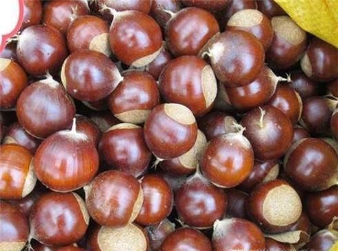 告诉你板栗与锥栗的区别，如何区别锥栗与板栗