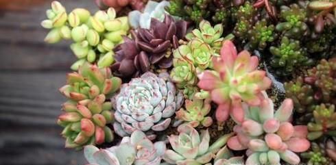 多肉植物适合在什么温度下生长？