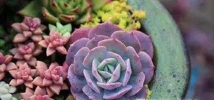 多肉植物适合在什么温度下生长？