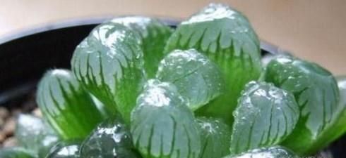 多肉植物适合在什么温度下生长？