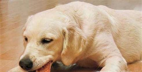 狗吃了鱼刺怎么办