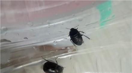 怎么去除房间里的臭虫