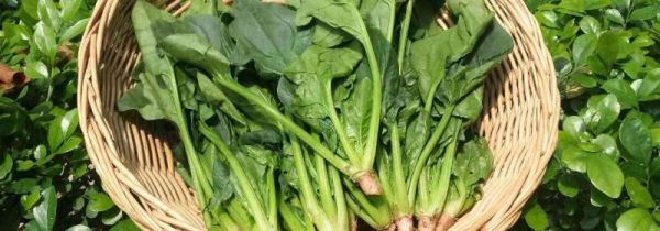 菠菜不能和什么一起吃