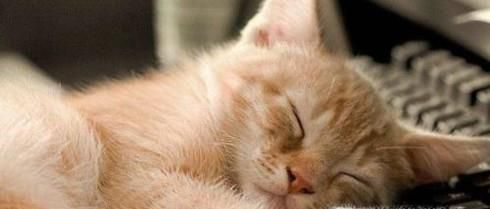 能够帮助睡眠的六种食品