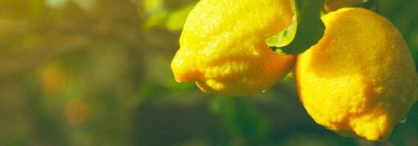 柠檬可以和绿茶一起泡吗