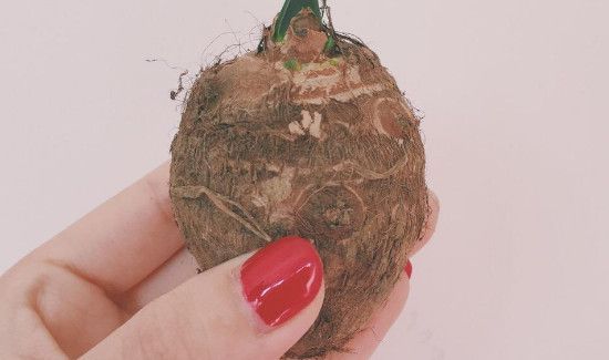 芋头发芽了还能不能吃