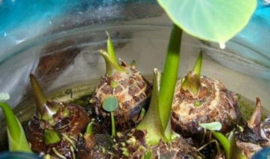 芋头发芽了还能不能吃