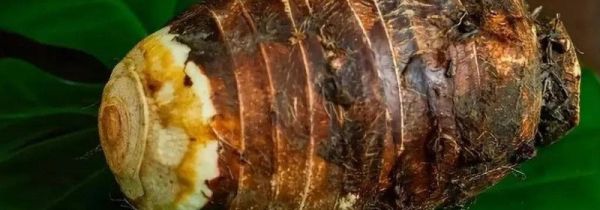 芋头发芽了还能不能吃