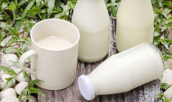 红薯可以和牛奶一起吃吗