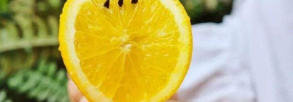 柠檬可以和枸杞红枣一起泡水喝吗