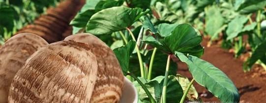 怎么才能挑到好吃的芋头呢?