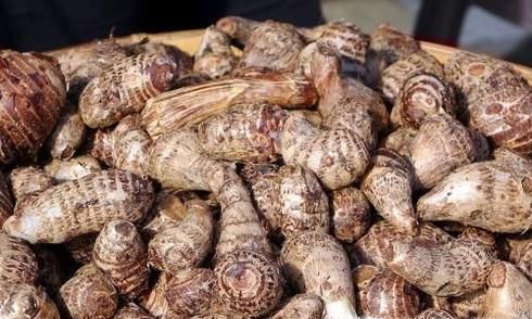 怎么才能挑到好吃的芋头呢？