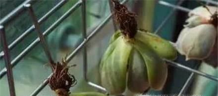 刚买回家的多肉怎么种 多肉买回家要怎么处理