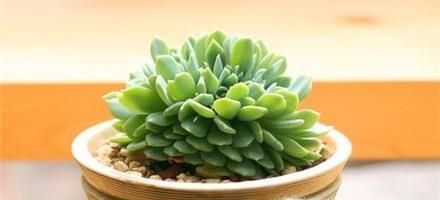 刚买回家的多肉怎么种 多肉买回家要怎么处理