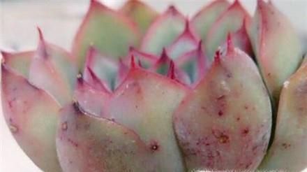 刚买回家的多肉怎么种 多肉买回家要怎么处理