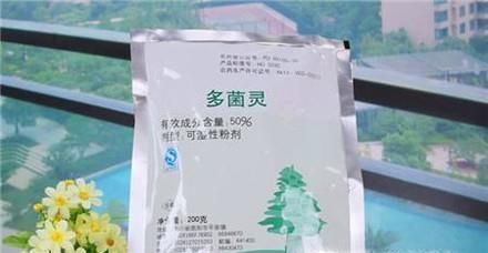 刚买回家的多肉怎么种 多肉买回家要怎么处理