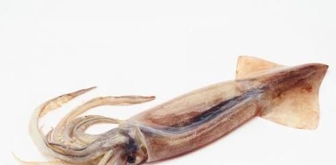 怎么区分鱿鱼和墨鱼?