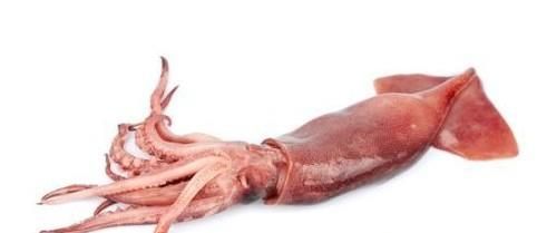 怎么区分鱿鱼和墨鱼?