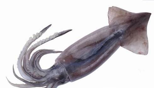 怎么区分鱿鱼和墨鱼?