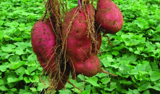 红薯可以和小米一起煮来吃吗