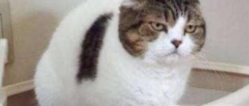 使用猫砂的注意事项