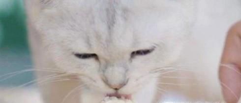 使用猫砂的注意事项