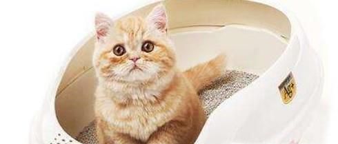 使用猫砂的注意事项