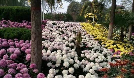 重阳节的来历和风俗