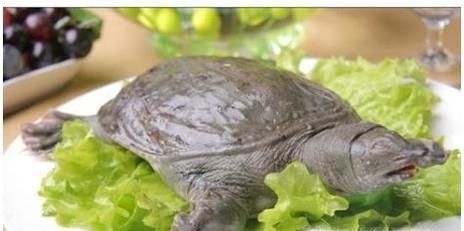 怎么杀甲鱼？怎么处理甲鱼？