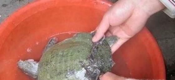 怎么杀甲鱼？怎么处理甲鱼？