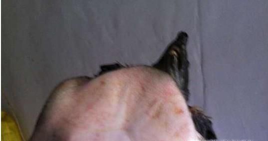 怎么杀甲鱼？怎么处理甲鱼？