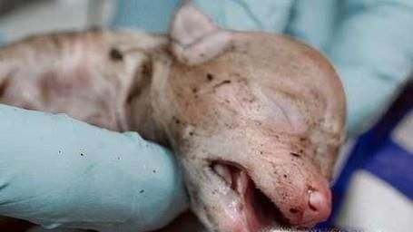 刚出生5天的小狗身体发凉不会吃奶怎么办