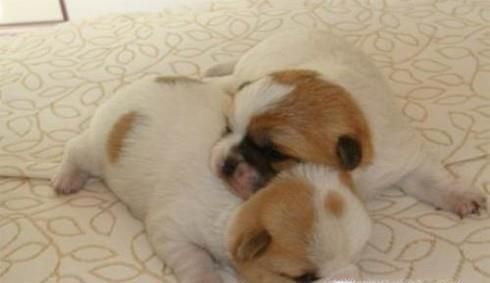 刚出生5天的小狗身体发凉不会吃奶怎么办