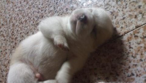 刚出生5天的小狗身体发凉不会吃奶怎么办