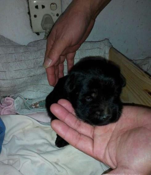 刚出生5天的小狗身体发凉不会吃奶怎么办