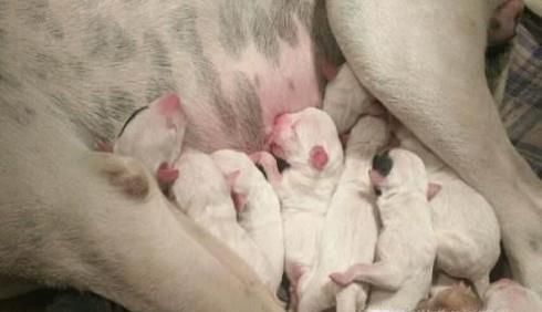 刚出生5天的小狗身体发凉不会吃奶怎么办