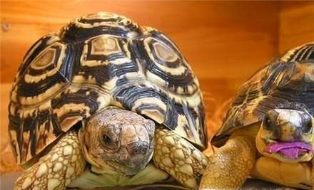 怎么做乌龟窝（新手版）