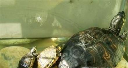 怎么做乌龟窝（新手版）