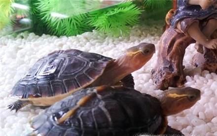 怎么做乌龟窝（新手版）