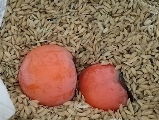 新鲜柿子该如何保存、催熟？食用禁忌有哪些？