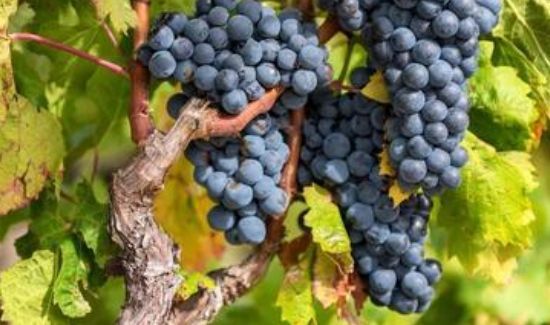 皮蛋可以和葡萄一起吃吗